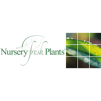 Nursery Fresh Plants Limited 1124511 Image 7