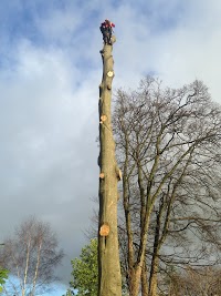 Oliver Higginbotham TREE SERVICES.... Tree Surgeon Arborist INSURED QUALIFIED 24hr Call Out 1106947 Image 0