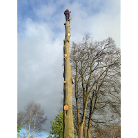 Oliver Higginbotham TREE SERVICES.... Tree Surgeon Arborist INSURED QUALIFIED 24hr Call Out 1106947 Image 9