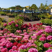 Otter Nurseries Garden Centre in Ottery Saint Mary, Devon EX11 1LZ