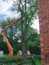 P and P French Tree Services 1105186 Image 5
