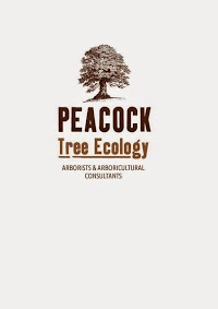 Peacock Tree Ecology 1105173 Image 0