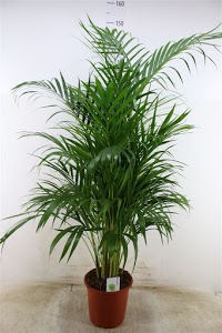 Perfect Plants (Sussex) Ltd 1119713 Image 1