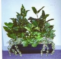 Plantasia Displays Ltd 1103865 Image 6