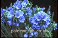 Polemonium Plantery 1127513 Image 7