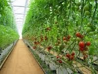 Pro Green Hydroponics Liverpool Ltd 1112915 Image 4