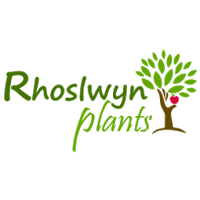Rhoslwyn Plants 1124919 Image 1