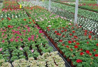 Roses Country Fayre Garden Centre 1130730 Image 2