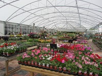 Roses Country Fayre Garden Centre 1130730 Image 4