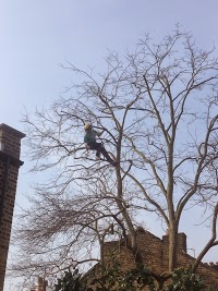 S.H. Tree Services 1114749 Image 2