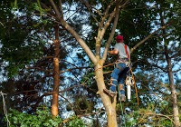 S.H. Tree Services 1114749 Image 8
