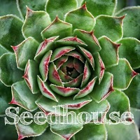Seedhouseplants 1111490 Image 1