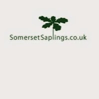 Somerset Saplings 1122603 Image 3