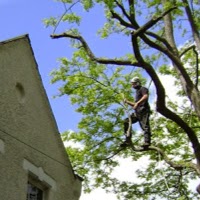 St Albans Tree Services 1107073 Image 1