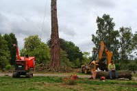Stafford Tree Services 1129815 Image 1