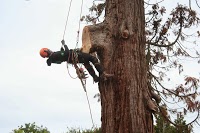 Stafford Tree Services 1129815 Image 2