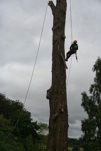 Stafford Tree Services 1129815 Image 5
