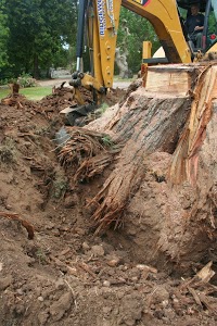 Stafford Tree Services 1129815 Image 6