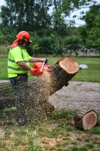 Stafford Tree Services 1129815 Image 8