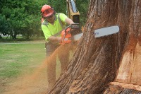 Stafford Tree Services 1129815 Image 9