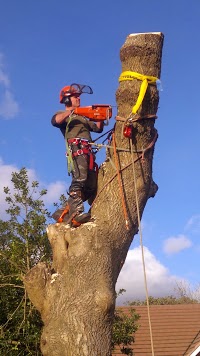 Stump Out Tree Surgery and Tree Services 1121591 Image 0