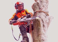 Stump Out Tree Surgery and Tree Services 1121591 Image 8