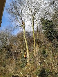 Summers Tree and Garden Services 1114172 Image 1