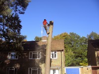 THE TREE CUTTER Professional tree surgery 1113997 Image 0