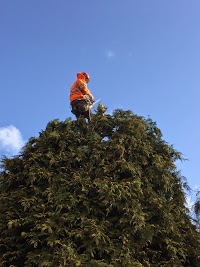 THE TREE CUTTER Professional tree surgery 1113997 Image 1