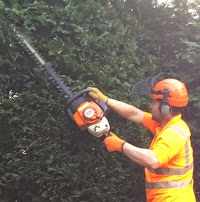 THE TREE CUTTER Professional tree surgery 1113997 Image 2