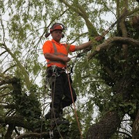THE TREE CUTTER Professional tree surgery 1113997 Image 4