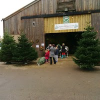 The Billingley Christmas Tree Farm 1119587 Image 0