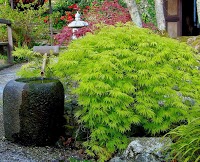 The Japanese Garden and Bonsai Nursery 1129030 Image 2