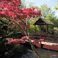 The Japanese Garden and Bonsai Nursery 1129030 Image 8