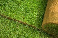 The Leeds Lawn Turf Co 1107121 Image 8