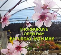 Thorngrove Garden Centre in Gillingham   North Dorset 1128895 Image 0