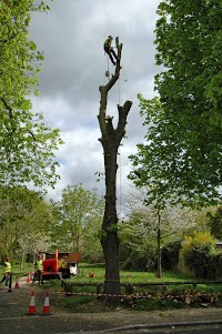 Titichfield Tree Services 1127749 Image 0