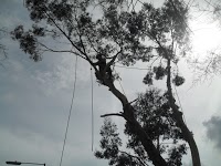 Tohunga Tree Services 1103766 Image 4