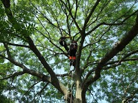 Tohunga Tree Services 1103766 Image 7