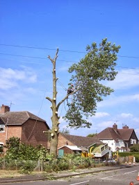Tom Rodgers   Tree Services 1122383 Image 0