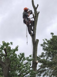 Tom Rodgers   Tree Services 1122383 Image 7