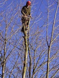 Tom Rodgers   Tree Services 1122383 Image 8