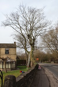 Totally Trees of Holmfirth 1117274 Image 3