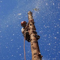 Tree Services Wirral 1118338 Image 5