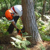 Tree Services Wirral 1118338 Image 7