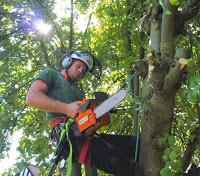 Tree Services Wirral 1118338 Image 9
