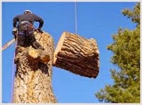 Tree Surgeons in Dover, 1122578 Image 1