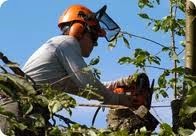 Tree Surgeons in Dover, 1122578 Image 3