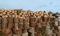 TreeWorks (West Wales) Ltd 1126068 Image 3