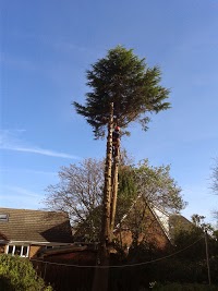 Tyneside Tree Surgeons 1128106 Image 1